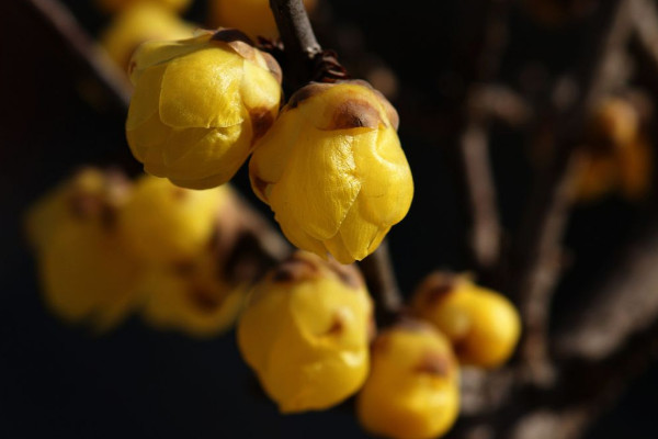 臘梅花可以放臥室嗎,可放在臥室通風(fēng)陽(yáng)臺(tái)處