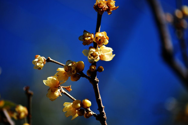 臘梅花可以放臥室嗎,可放在臥室通風(fēng)陽(yáng)臺(tái)處