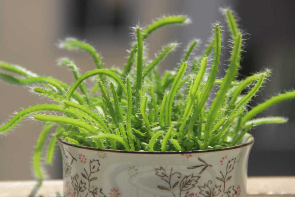 火龍果盆栽種植方法,選擇合適盆土做好后續養護