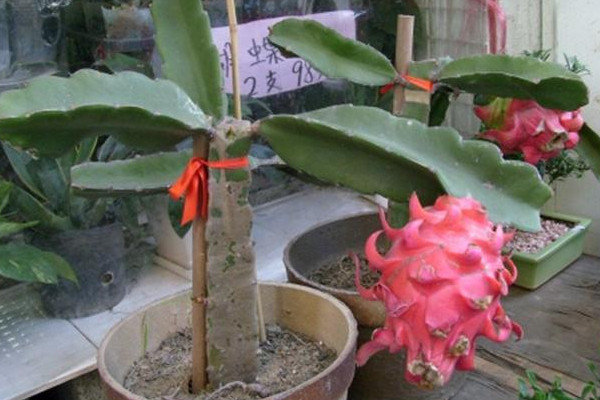 火龍果盆栽種植方法,選擇合適盆土做好后續養護