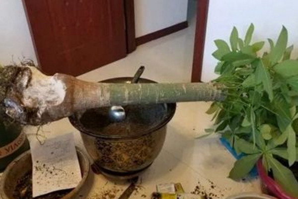 發財樹主干腐爛怎么辦,切除腐爛部分做好消毒工作