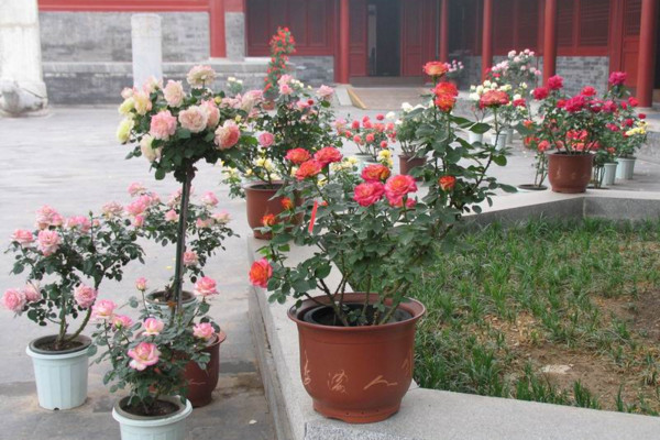 盆栽月季花的養殖方法,保證每天6小時的光照時間