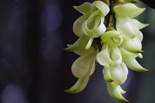 禾雀花怎么養(yǎng),禾雀花養(yǎng)殖小技巧