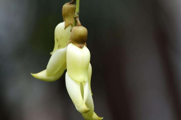 禾雀花怎么養(yǎng),禾雀花養(yǎng)殖小技巧