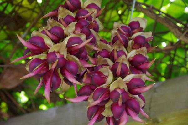 禾雀花怎么養(yǎng),禾雀花養(yǎng)殖小技巧