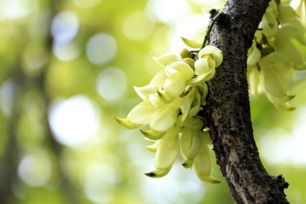 禾雀花怎么養(yǎng),禾雀花養(yǎng)殖小技巧