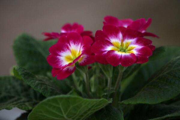 報(bào)春花冬天能開(kāi)嗎,提高環(huán)境溫度是開(kāi)花的關(guān)鍵