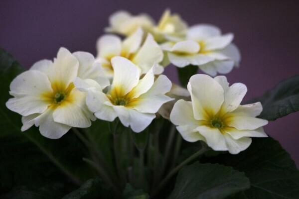 報(bào)春花冬天能開(kāi)嗎,提高環(huán)境溫度是開(kāi)花的關(guān)鍵