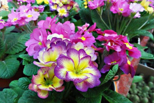 報(bào)春花冬天能開(kāi)嗎,提高環(huán)境溫度是開(kāi)花的關(guān)鍵