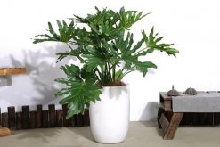 春羽有毒嗎，汁液帶有一定的毒性