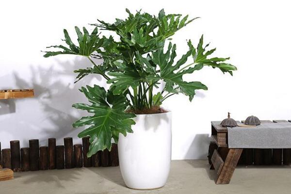 春羽有毒嗎,汁液帶有一定的毒性