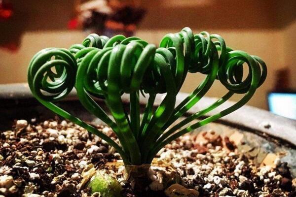 彈簧草有毒嗎,它的汁液會(huì)對(duì)人體造成不適