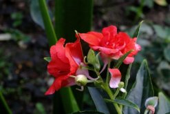 鳳仙花可以放室內嗎，不能放在室內會危害身