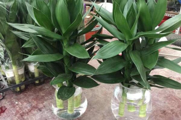 荷花竹可以水培嗎,荷花竹水培方法詳解