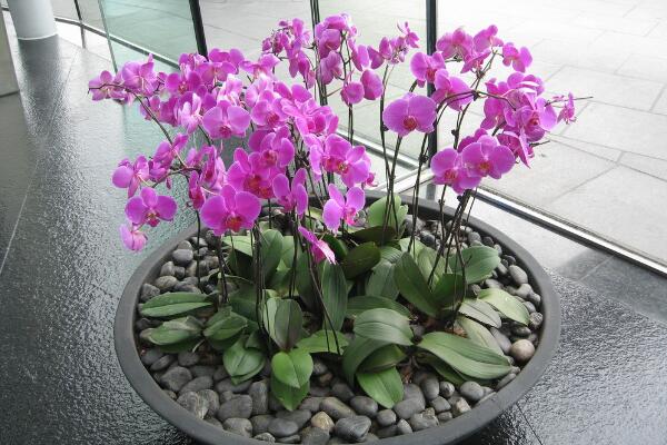 蝴蝶蘭爛根怎么辦,及時(shí)修剪并加強(qiáng)養(yǎng)護(hù)