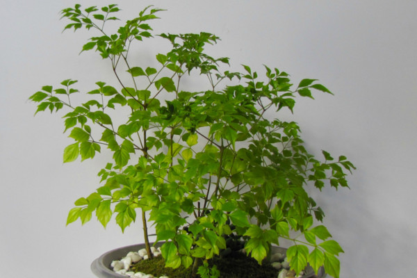 幸福樹施什么肥最好,施氮肥能促進枝葉茂盛