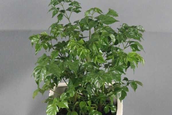 幸福樹施什么肥最好,施氮肥能促進枝葉茂盛