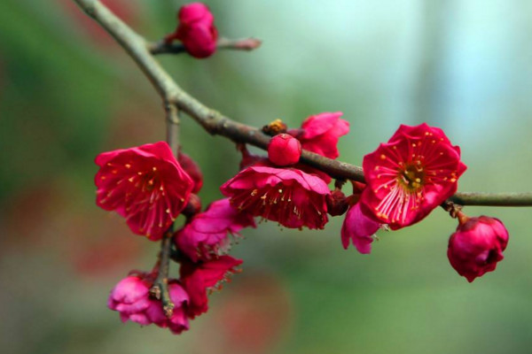 紅梅的養(yǎng)殖方法和注意事項(xiàng),喜微堿性土勤澆水