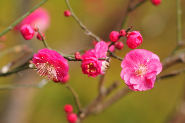 紅梅的養(yǎng)殖方法和注意事項(xiàng),喜微堿性土勤澆水
