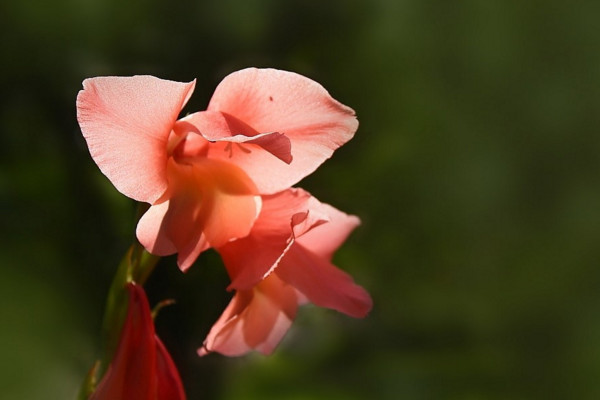 唐菖蒲種球種植方法,要將種球浸泡消毒