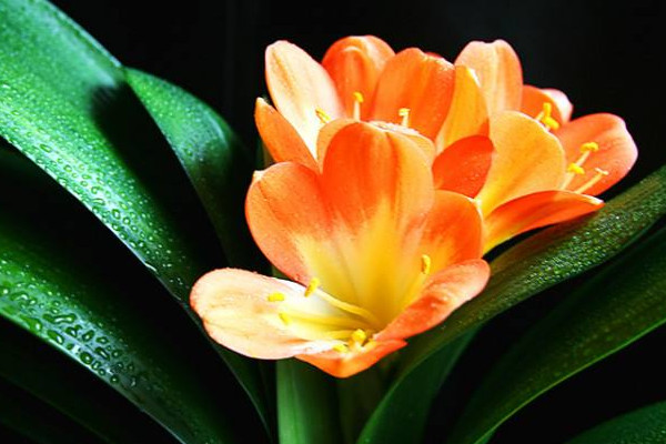 君子蘭不開花是什么原因,缺乏養(yǎng)分溫度不適