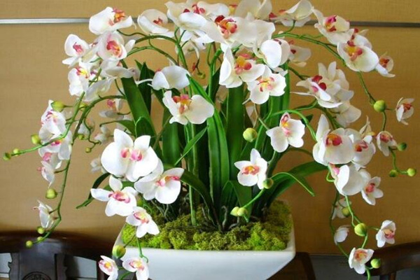 蝴蝶蘭怎么催花,及時換土并加強光照