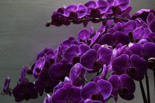 蝴蝶蘭怎么催花,及時換土并加強光照