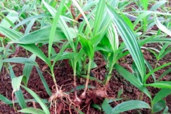 白芨種植技術,4步即可完成白芨的種植