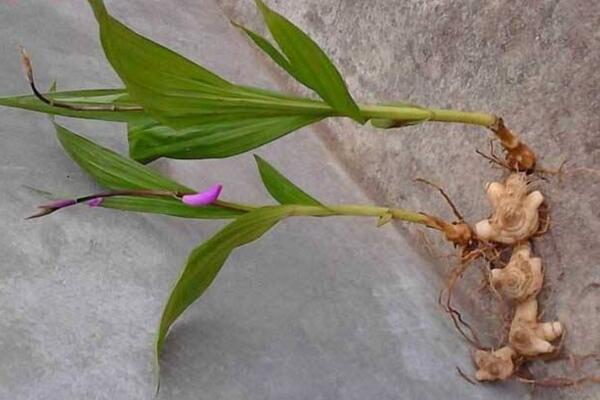 白芨種植技術,4步即可完成白芨的種植