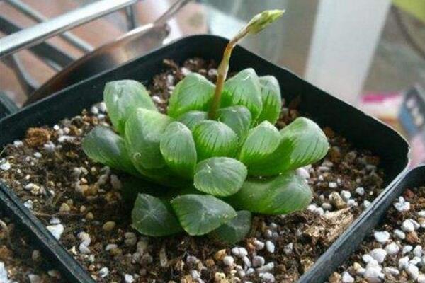 冰燈玉露怎么繁殖,播種繁殖以及分株繁殖方法詳解