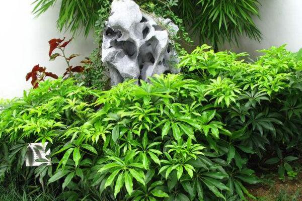 鵝掌藤怎么養爆盆,保證充足的光照以及肥水