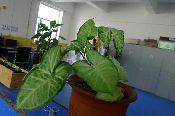 合果芋有毒嗎,汁液帶有一定的毒性