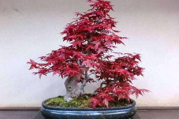 紅楓盆栽怎么修剪,掌握修剪方法以及注意事項