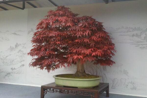 紅楓盆栽怎么修剪,掌握修剪方法以及注意事項
