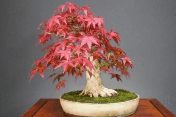 紅楓盆栽怎么修剪,掌握修剪方法以及注意事項