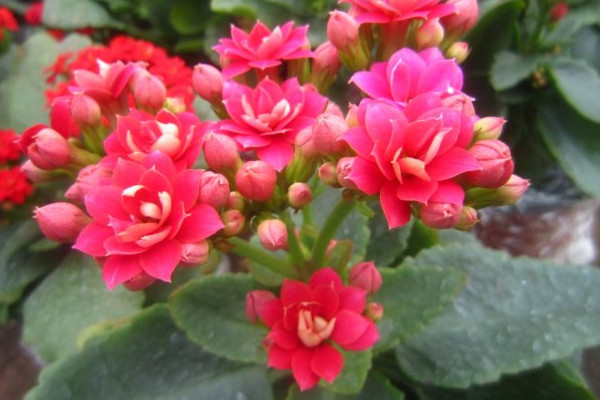 長壽花葉子邊緣干枯怎么辦,針對性遮光補水增溫等