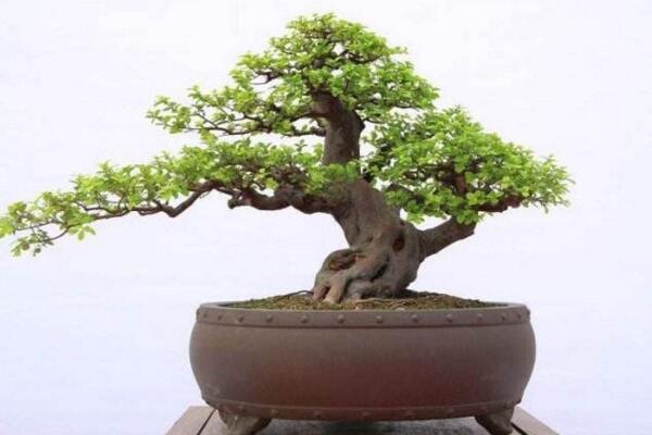 黃楊盆景葉子卷曲枯萎怎么辦,控制光照并減少澆水