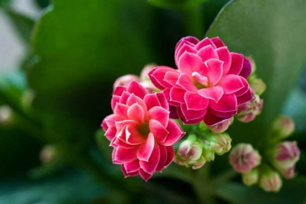 長壽花怎么不開花,光照不足澆水不當