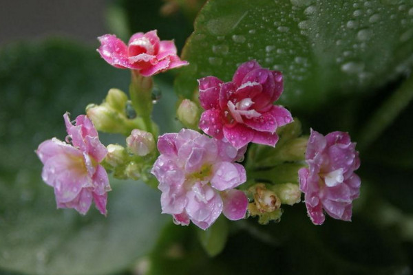 長壽花怎么不開花,光照不足澆水不當
