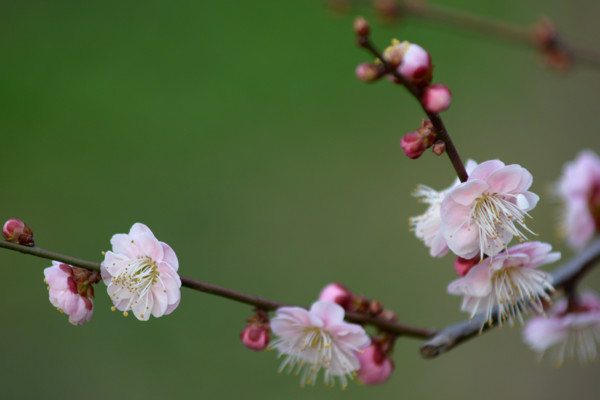 梅花和桃花的區(qū)別,花期/花色/花瓣/葉子不同