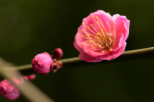 梅花和桃花的區(qū)別,花期/花色/花瓣/葉子不同