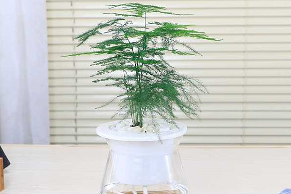 文竹泡水里能長根嗎，能長根但需要營養液等輔助