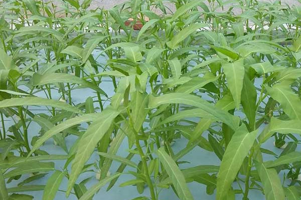 空心菜種植時間和方法,種植時間在4~8月份之間