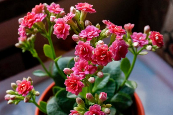 長壽花怎么養才開花,及時補充光照做好修剪