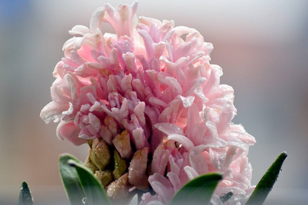 風信子一年開幾次花,開一次花在每年2~3月之間