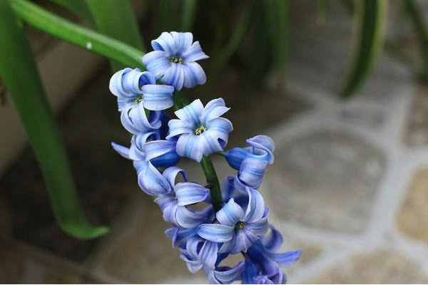 風信子一年開幾次花,開一次花在每年2~3月之間