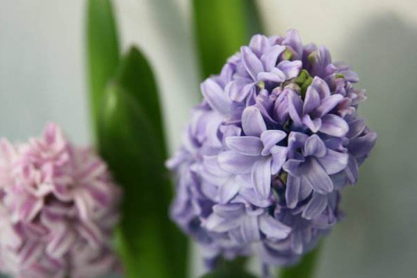 風信子一年開幾次花,開一次花在每年2~3月之間