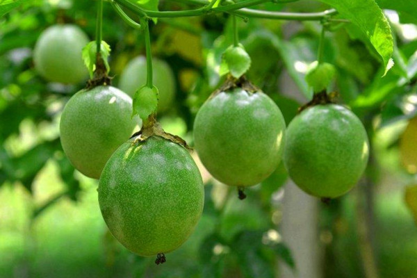 百香果種植技術與管理,在每年3~4月份種植最佳