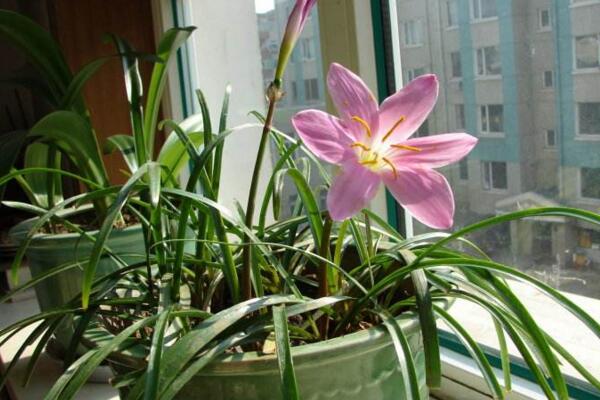韭菜蓮有毒嗎,沒有任何毒性可以放心養護