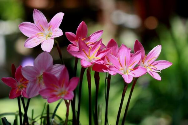 韭菜蓮有毒嗎,沒有任何毒性可以放心養護